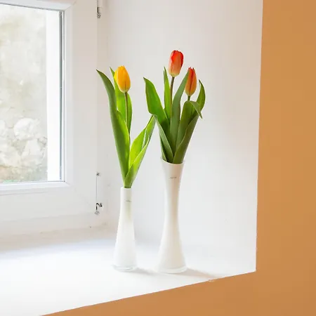 Apartment Oasis
